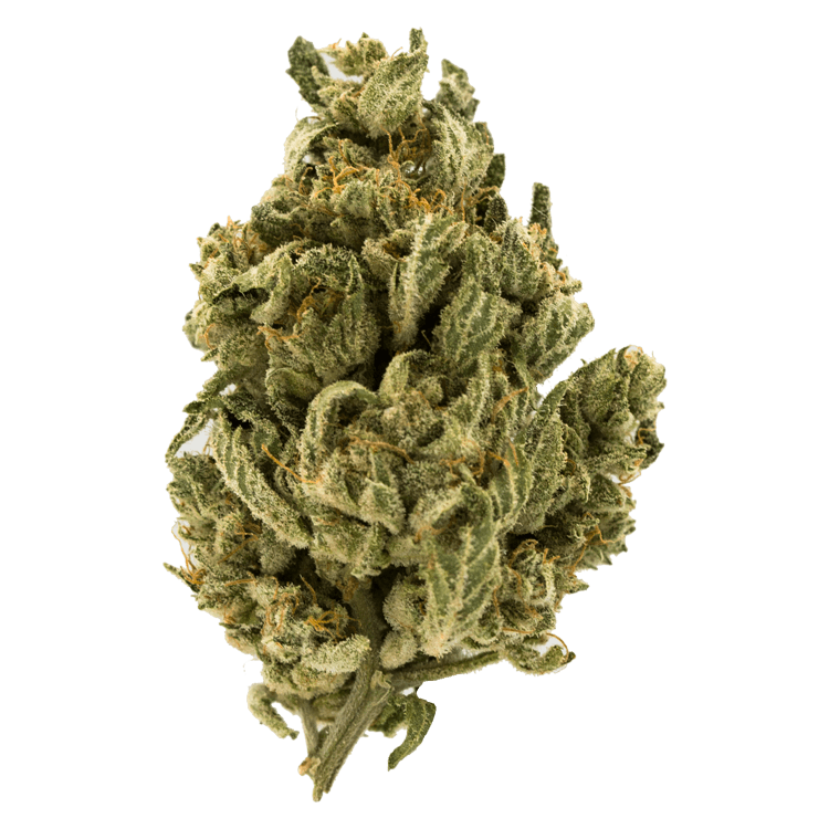 Mach1 | BC Weed Edible Canada