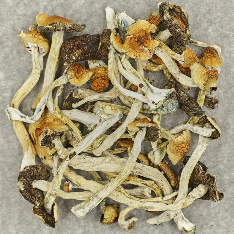 Apex (Psilocybe Cubensis) | BC Weed Edible Canada Apex (Psilocybe Cubensis) | BC Weed Edible Canada