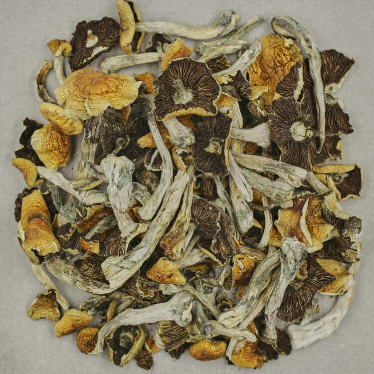 Apex (Psilocybe Cubensis) | BC Weed Edible Canada