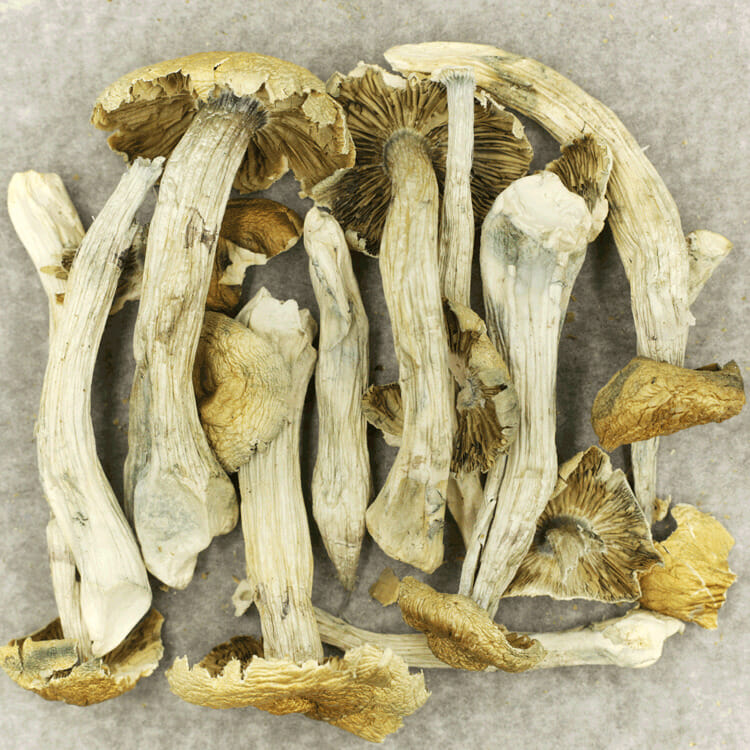 Jerry Garcia | BC Weed Edible Canada