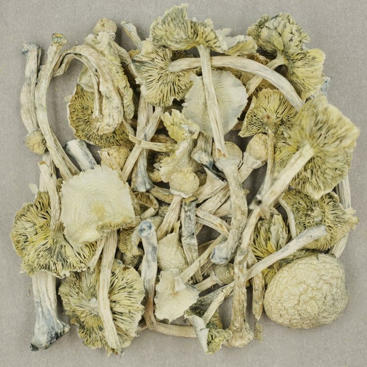 Albino Zilla | BC Weed Edible Canada