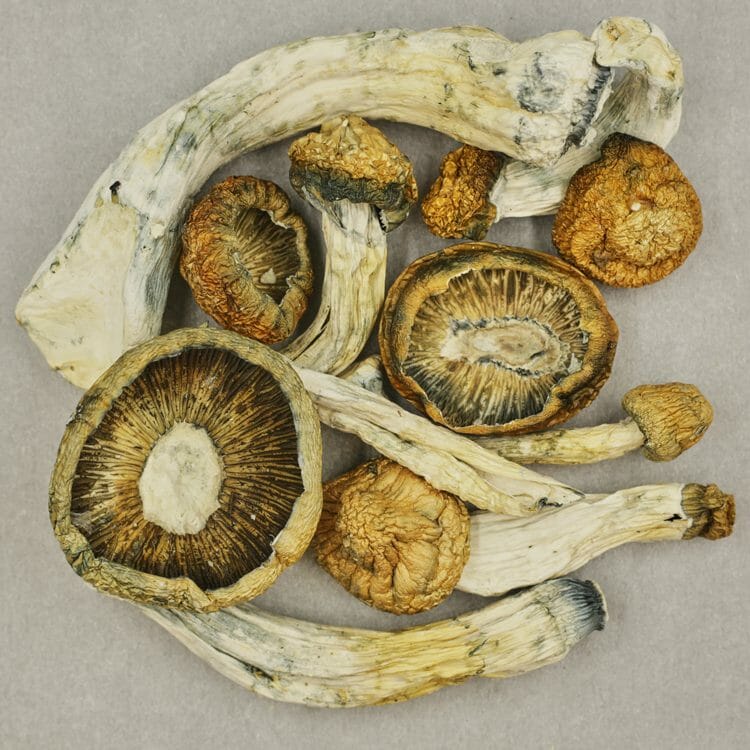 Thrasher | BC Weed Edible Canada